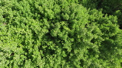 Leucophyllum frutescens