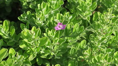 Leucophyllum frutescens