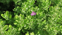 Leucophyllum frutescens