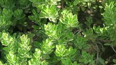 Leucophyllum frutescens