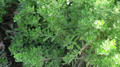 Leucophyllum frutescens