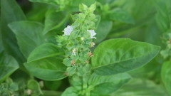 Ocimum tenuiflorum