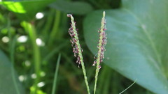 Paspalum vaginatum