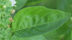 Ocimum tenuiflorum