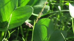 Paspalum vaginatum