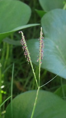 Paspalum vaginatum