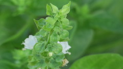 Ocimum tenuiflorum