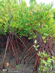 Rhizophora mucronata