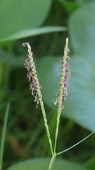 Paspalum vaginatum