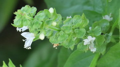 Ocimum tenuiflorum