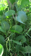 Paspalum vaginatum