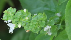 Ocimum tenuiflorum