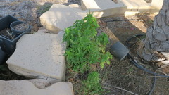 Ocimum tenuiflorum