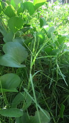 Paspalum vaginatum