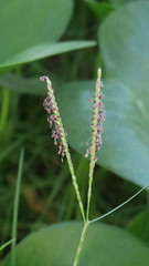 Paspalum vaginatum