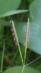 Paspalum vaginatum