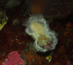 Goniodoris nodosa