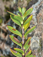 Veronica decumbens