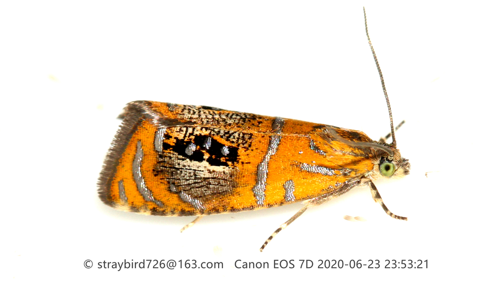Olethreutes captiosana