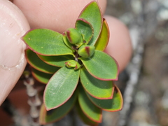 Veronica decumbens