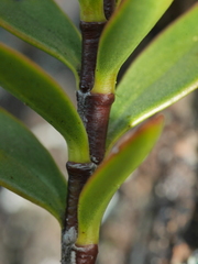 Veronica decumbens