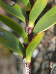Veronica decumbens