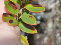 Veronica decumbens