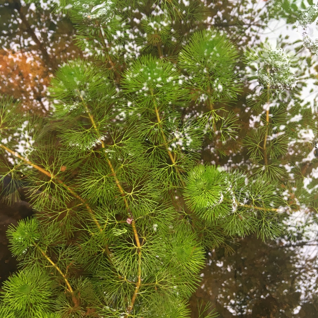 Ảnh của Rong lá ngò