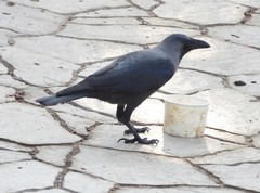Corvus splendens