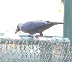 Corvus splendens
