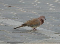 Streptopelia senegalensis