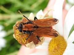 Pelecorhynchus fulvus