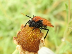 Pelecorhynchus fulvus