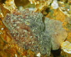 Geitodoris planata