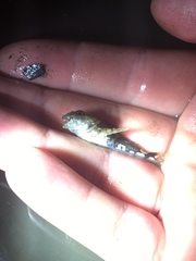 Myoxocephalus