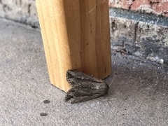 Persectania dyscrita