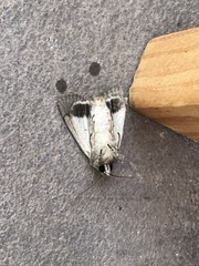 Persectania dyscrita