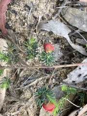 Gompholobium uncinatum