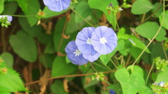 Jacquemontia pentanthos