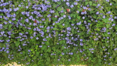 Jacquemontia pentanthos