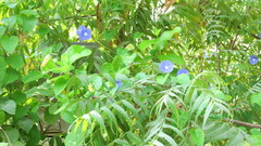 Jacquemontia pentanthos