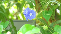Jacquemontia pentanthos