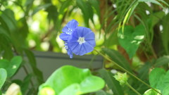 Jacquemontia pentanthos