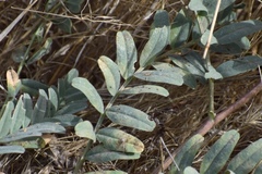 Astragalus douglasii parishii