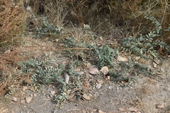 Astragalus douglasii parishii