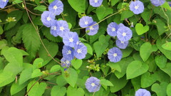 Jacquemontia pentanthos