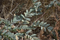 Astragalus douglasii parishii