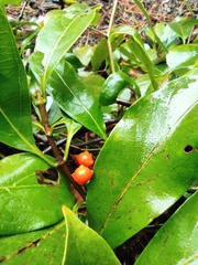 Gynochthodes umbellata