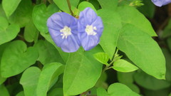 Jacquemontia pentanthos