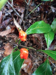 Gynochthodes umbellata